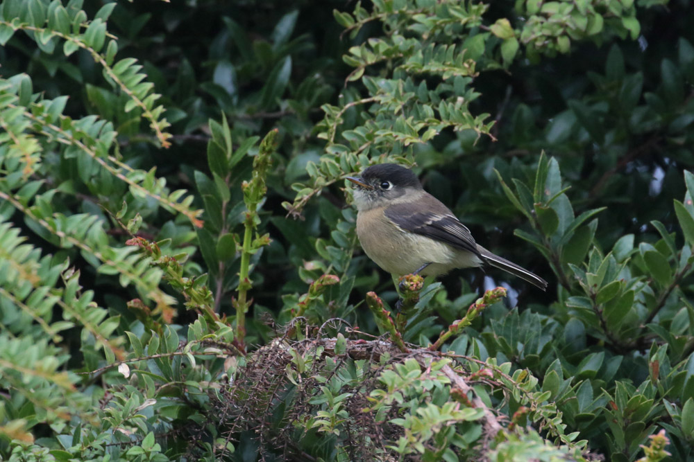 Black-capped Flycatcher